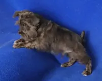Chocolate Cash, a male Miniature Schnauzer for sale in Jackson, TN – 3 of 10
