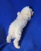 Felix, a male Bichpoo for sale in Jackson, TN – 8 of 10