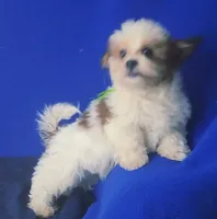 *FLASH SALE* Spencer, a male Shichon for sale in Jackson, TN – 4 of 10