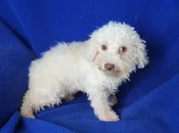 Felix, a male Bichpoo for sale in Jackson, TN – 2 of 10