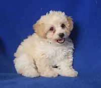 Marigold , a female Poodle - Toy  for sale in Jackson, TN – 9 of 10