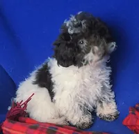 Nash, a male Poodle - Toy  for sale in Jackson, TN – 8 of 10