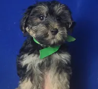 Teo, a male Morkie for sale in Jackson, TN – 5 of 10