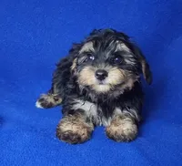 Presley, a male Yorkipoo for sale in Jackson, TN – 9 of 10