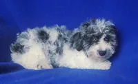 Merle Blue Eye Macklin, a male Poodle - Toy  for sale in Jackson, TN – 6 of 10