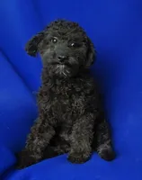 Maverick, a male Poodle - Miniature  for sale in Jackson, TN – 2 of 10