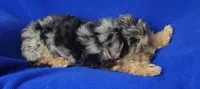 Beckham , a male Yorkipoo for sale in Jackson, TN – 9 of 10