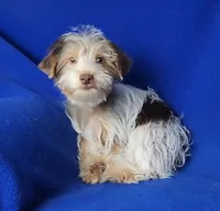 Liver Dewey , a male Yorkshire Terrier for sale in Jackson, TN – 10 of 10