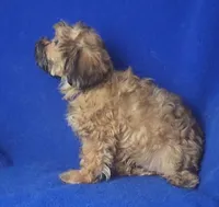 Ollie, a male Yorkipoo for sale in Jackson, TN – 4 of 10