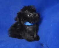 Ledger, a male Yorkipoo for sale in Jackson, TN – 5 of 10