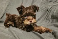 Chocolate Nash, a male Yorkshire Terrier for sale in Jackson, TN – 7 of 9