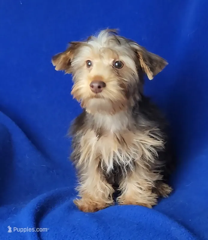 Liver Driscoll  – Yorkshire Terrier puppy for sale in Jackson, TN
