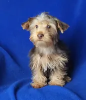 Liver Driscoll , a male Yorkshire Terrier for sale in Jackson, TN – 1 of 10