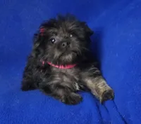 Lyla , a female Yorkipoo for sale in Jackson, TN – 2 of 10