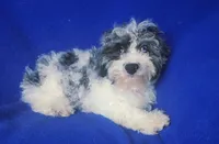 Merle Blue Eye Macklin, a male Poodle - Toy  for sale in Jackson, TN – 5 of 10