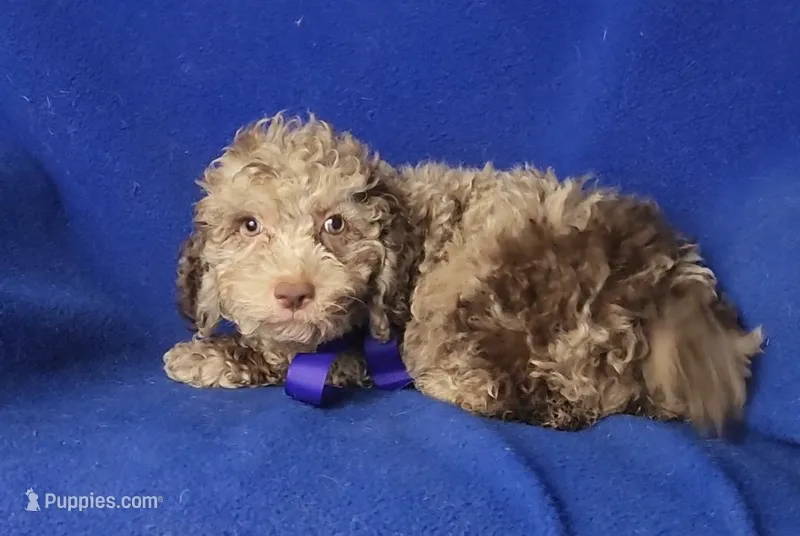Chocolate Merle Caroline – Cockapoo puppy for sale in Jackson, TN