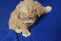 Fannie, a female Bichpoo for sale in Jackson, TN – 4 of 10