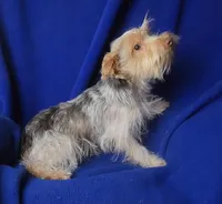 Liver Dewey , a male Yorkshire Terrier for sale in Jackson, TN – 5 of 10