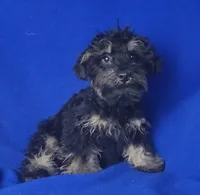 Gavin, a male Schnoodle for sale in Jackson, TN – 9 of 10