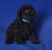 Griffin, a male Schnoodle for sale in Jackson, TN – 4 of 10