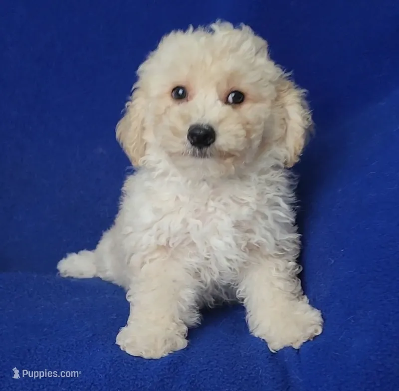 Finn – Bichpoo puppy for sale in Jackson, TN