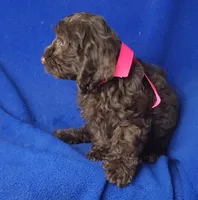 *FLASH SALE* Chocolate Clarissa, a female Cockapoo for sale in Jackson, TN – 3 of 10