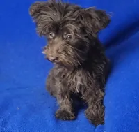 Sheridan, a male Yorkipoo for sale in Jackson, TN – 4 of 8