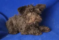 Sheridan, a male Yorkipoo for sale in Jackson, TN – 6 of 8