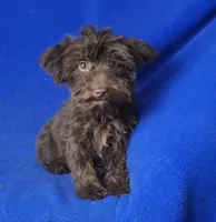 Sheridan, a male Yorkipoo for sale in Jackson, TN – 5 of 8