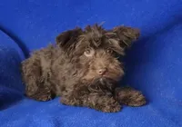 Sheridan, a male Yorkipoo for sale in Jackson, TN – 3 of 8