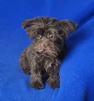 Sheridan, a male Yorkipoo for sale in Jackson, TN – 7 of 8