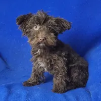 Sheridan, a male Yorkipoo for sale in Jackson, TN – 2 of 8