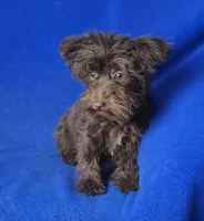 Sheridan, a male Yorkipoo for sale in Jackson, TN – 8 of 8