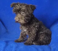 Sheridan, a male Yorkipoo for sale in Jackson, TN – 1 of 8