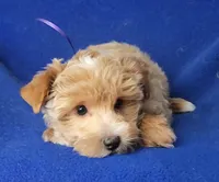 Gemma, a female Yorkshire Terrier for sale in Jackson, TN – 8 of 10
