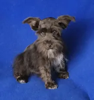 Chocolate Cash, a male Miniature Schnauzer for sale in Jackson, TN – 8 of 10