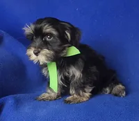 Teddy, a male Morkie for sale in Jackson, TN – 8 of 10
