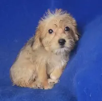Olive, a female Yorkipoo for sale in Jackson, TN – 4 of 10