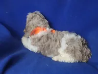 Chocolate Merle Chester , a male Cockapoo for sale in Jackson, TN – 9 of 10