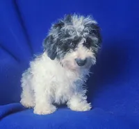 Merle Blue Eye Macklin, a male Poodle - Toy  for sale in Jackson, TN – 2 of 10