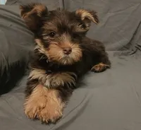 Chocolate Knox, a male Yorkshire Terrier for sale in Jackson, TN – 4 of 10
