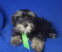 Teddy, a male Morkie for sale in Jackson, TN – 2 of 10