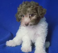 Micah, a male Poodle - Toy  for sale in Jackson, TN – 5 of 9