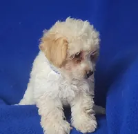 Marigold , a female Poodle - Toy  for sale in Jackson, TN – 7 of 10