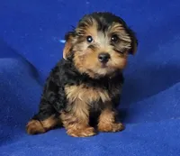 Gregory, a male Yorkshire Terrier for sale in Jackson, TN – 10 of 10