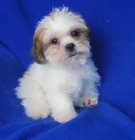 Sterling , a male Shichon for sale in Jackson, TN – 10 of 10