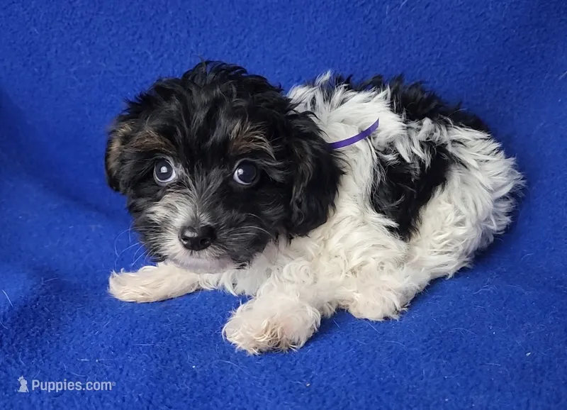 Piper  – Yorkipoo puppy for sale in Jackson, TN