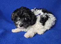 Piper , a female Yorkipoo for sale in Jackson, TN – 1 of 10