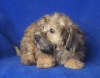 Ollie, a male Yorkipoo for sale in Jackson, TN – 5 of 10