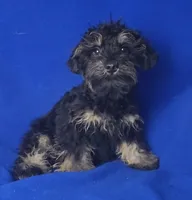 Gavin, a male Schnoodle for sale in Jackson, TN – 10 of 10